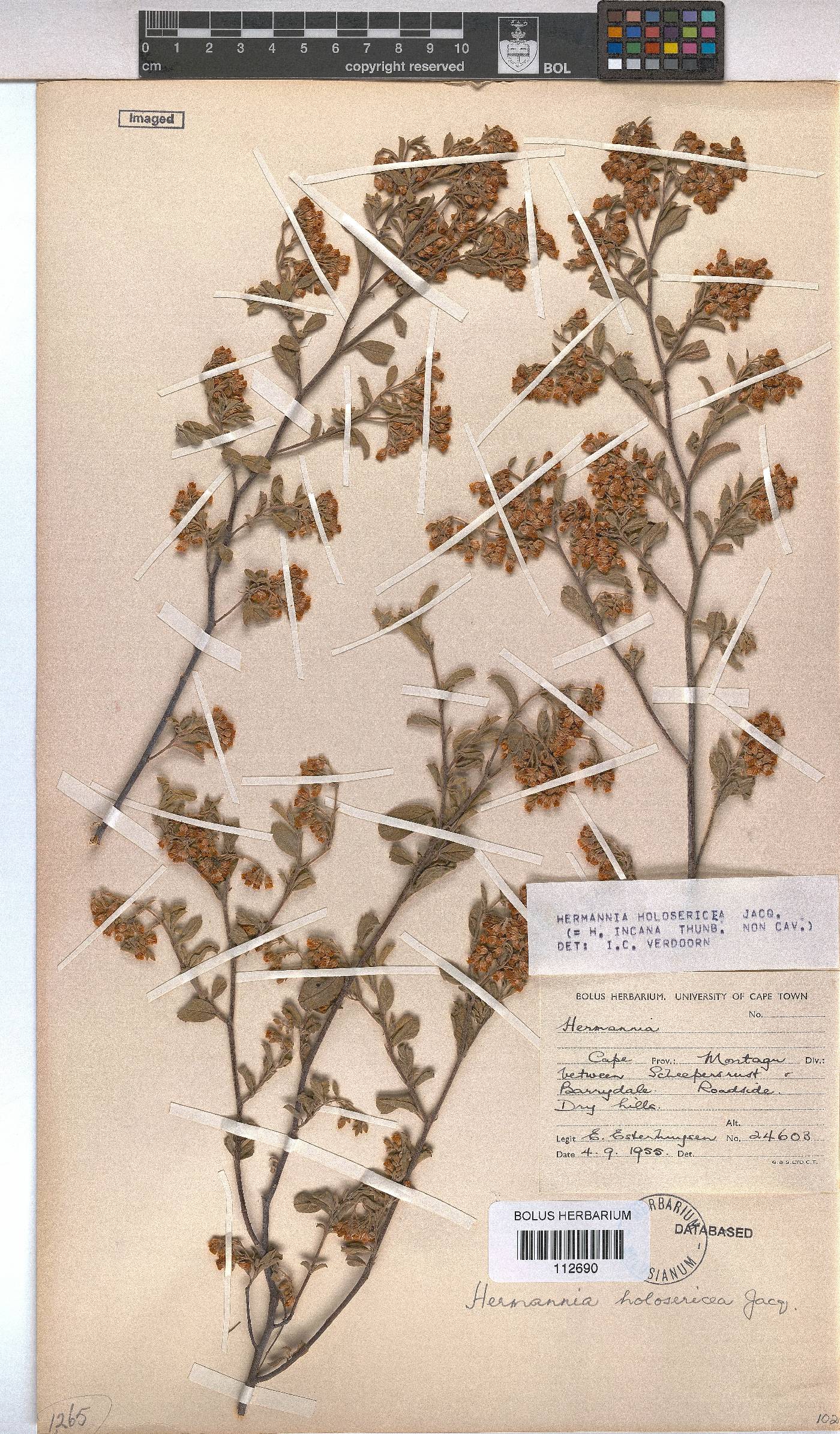 Hermannia holosericea image