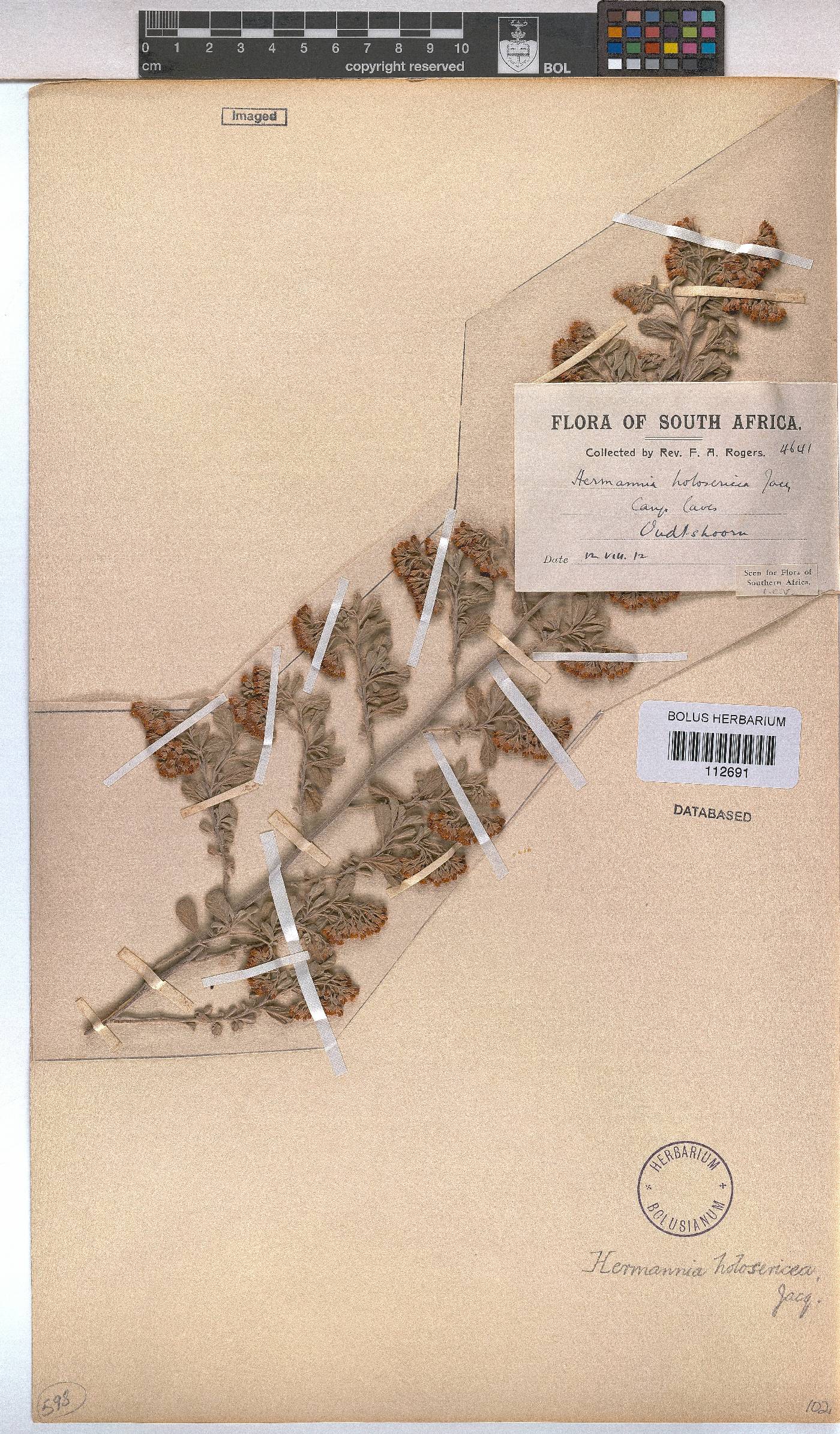 Hermannia holosericea image