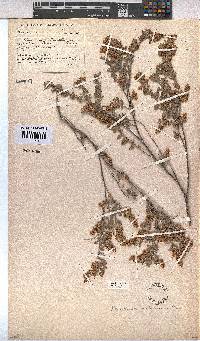 Hermannia holosericea image