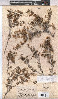 Hermannia holosericea image