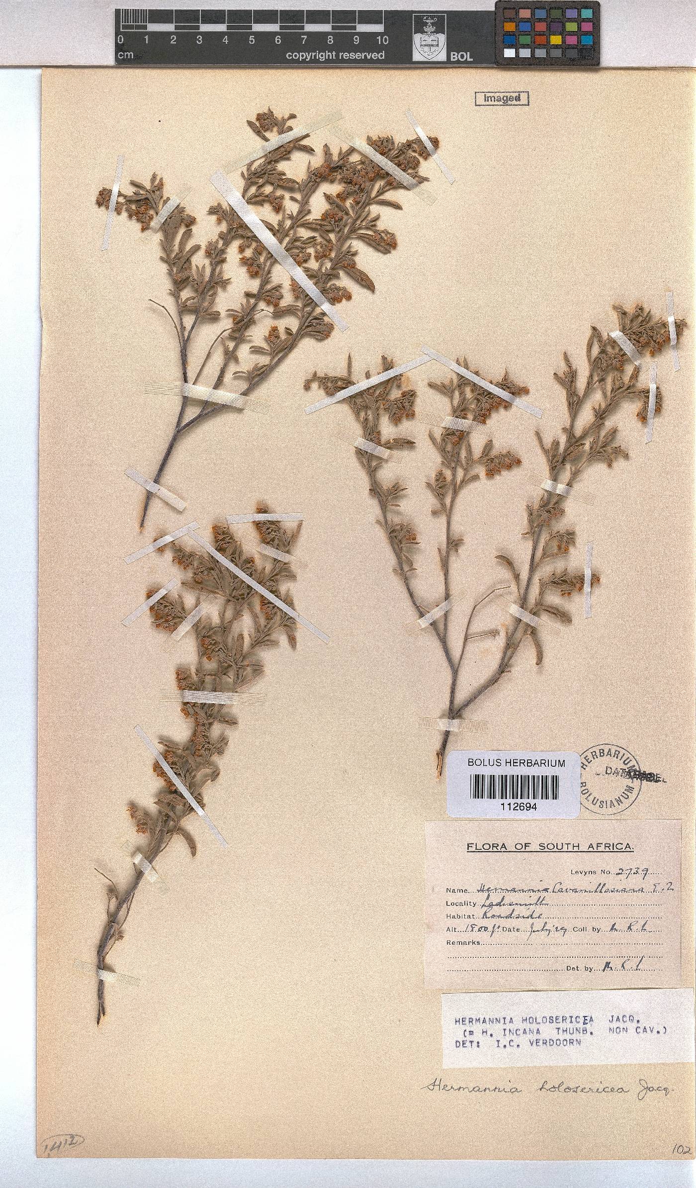 Hermannia holosericea image