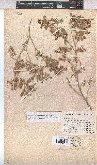 Hermannia holosericea image