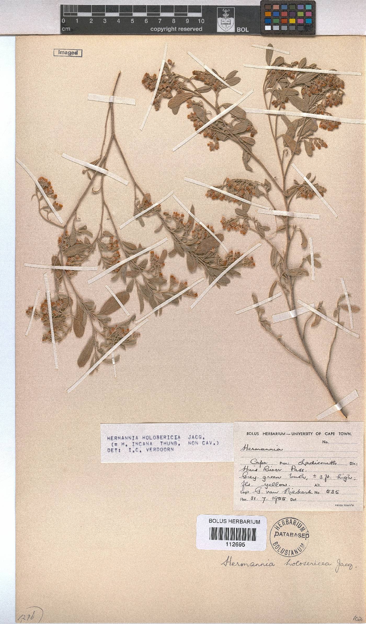 Hermannia holosericea image