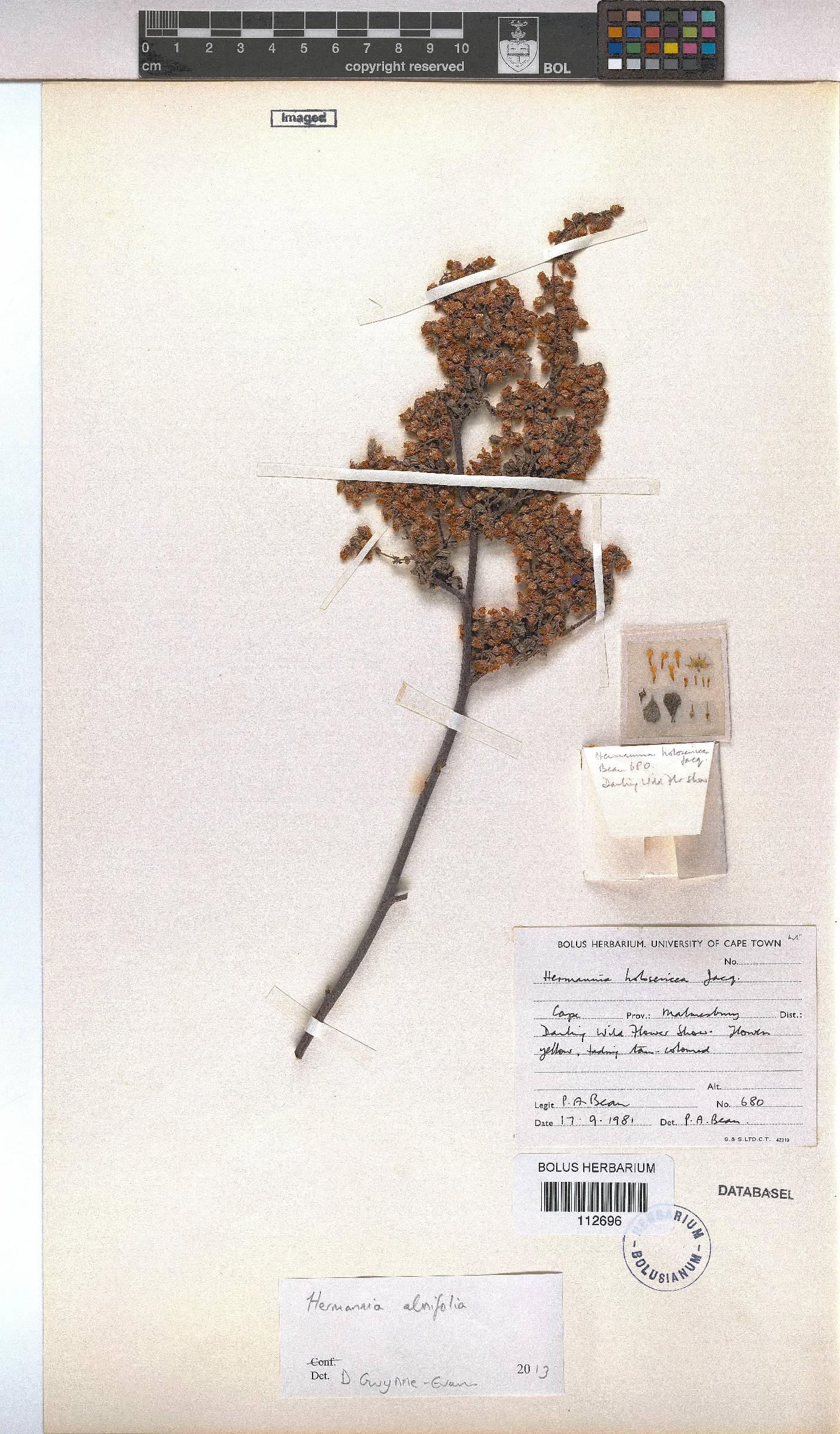Hermannia holosericea image