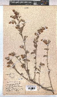 Hermannia holosericea image