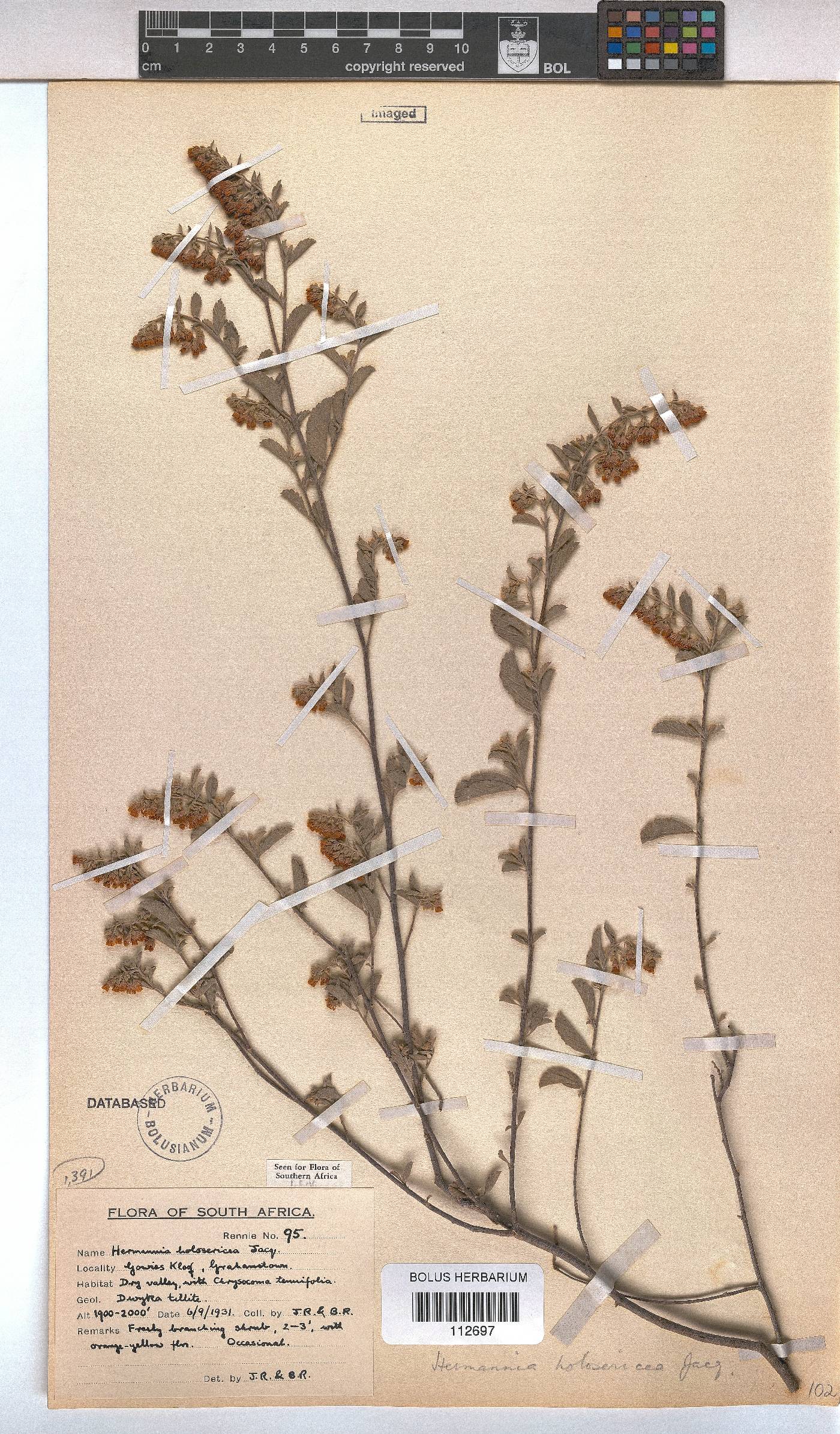 Hermannia holosericea image
