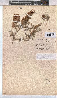 Hermannia holosericea image