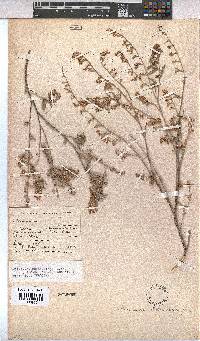 Hermannia holosericea image