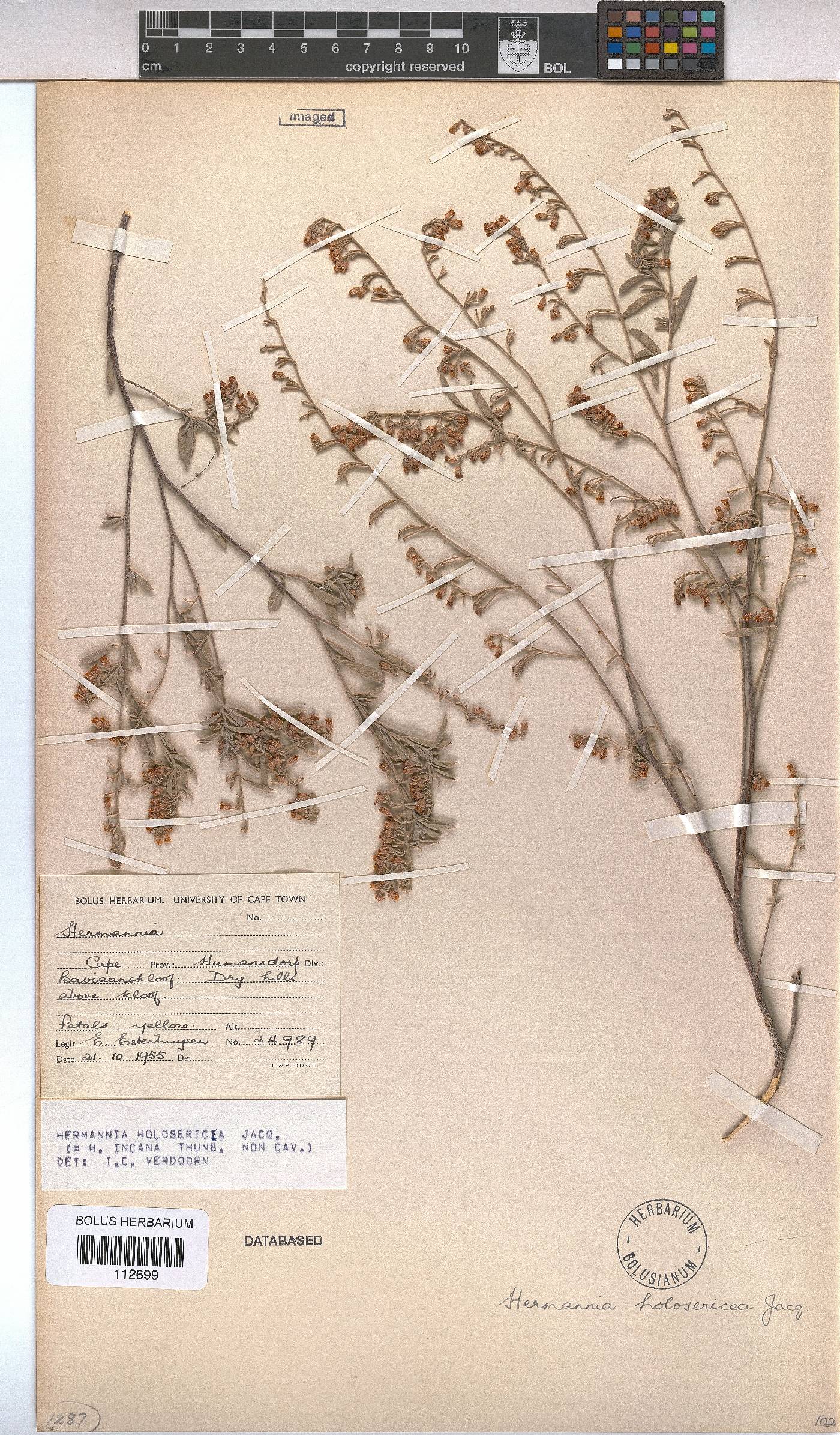 Hermannia holosericea image