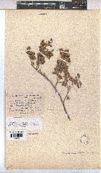 Hermannia holosericea image