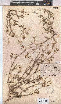 Hermannia lavandulifolia image