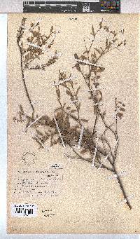 Hermannia lavandulifolia image