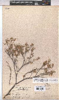 Hermannia lavandulifolia image