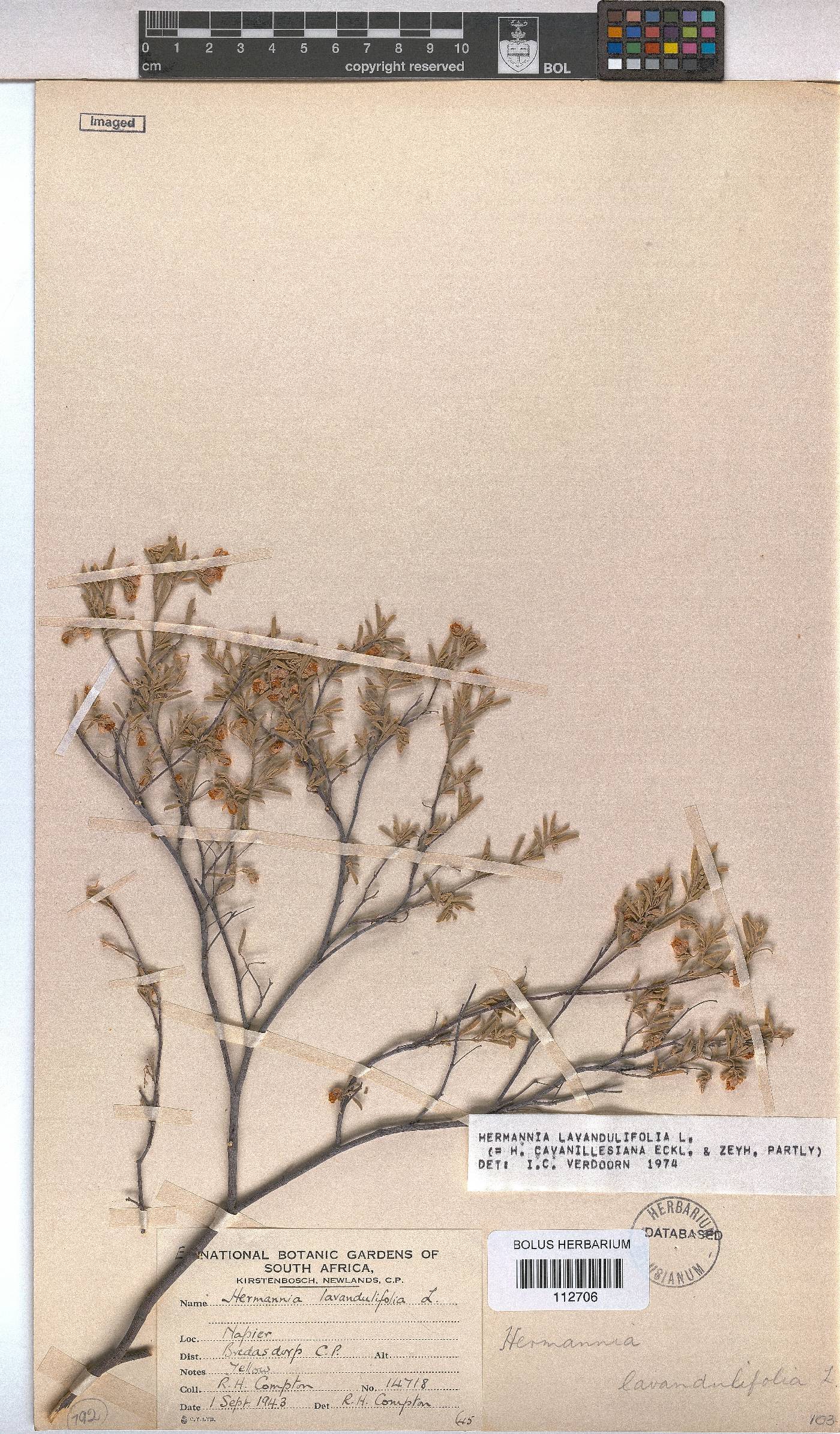 Hermannia lavandulifolia image