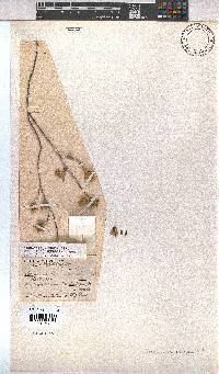 Hermannia odorata image