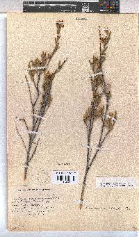 Hermannia odorata image