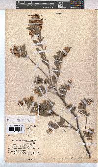 Hermannia velutina image