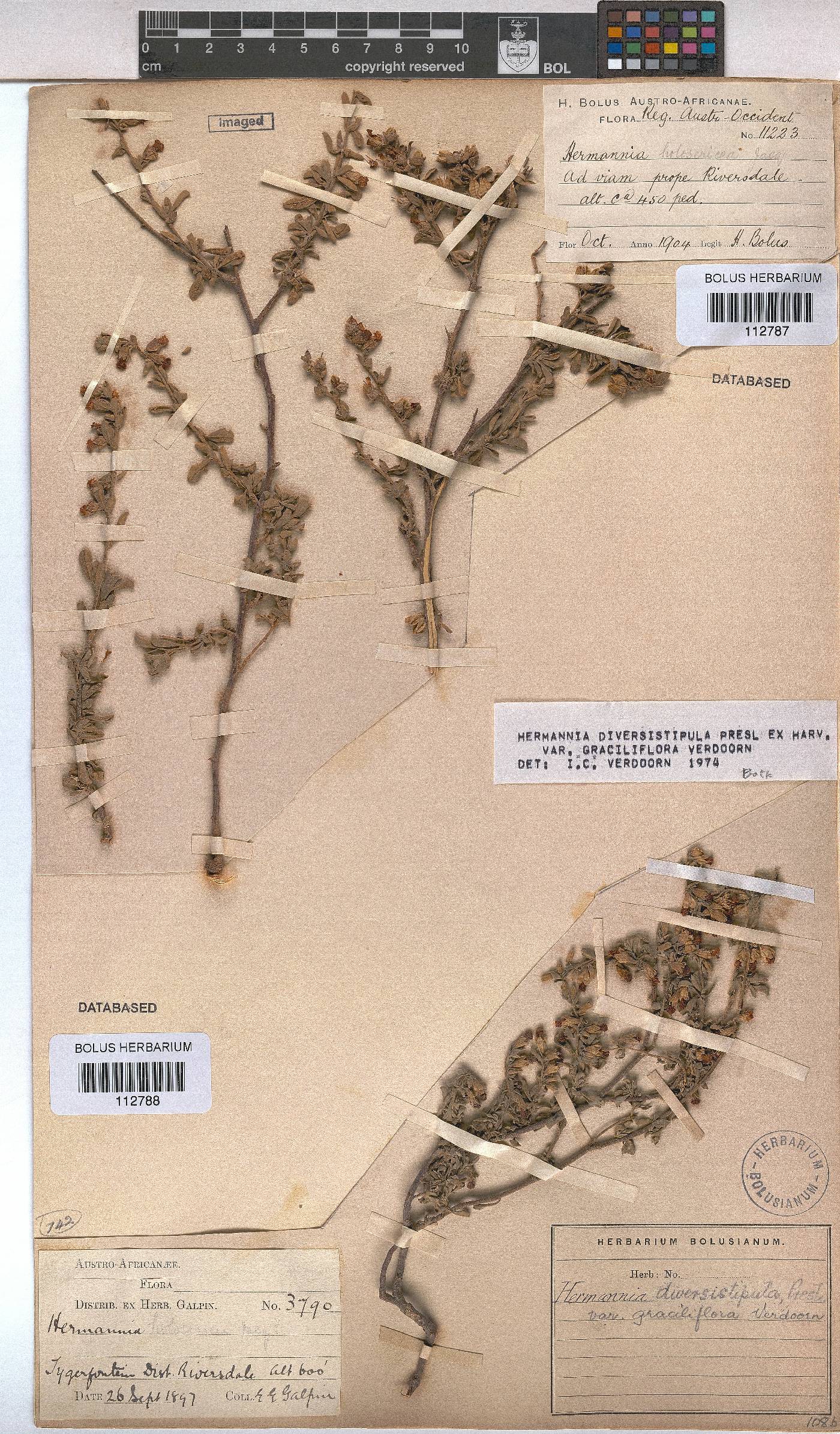 Hermannia diversistipula var. graciliflora image