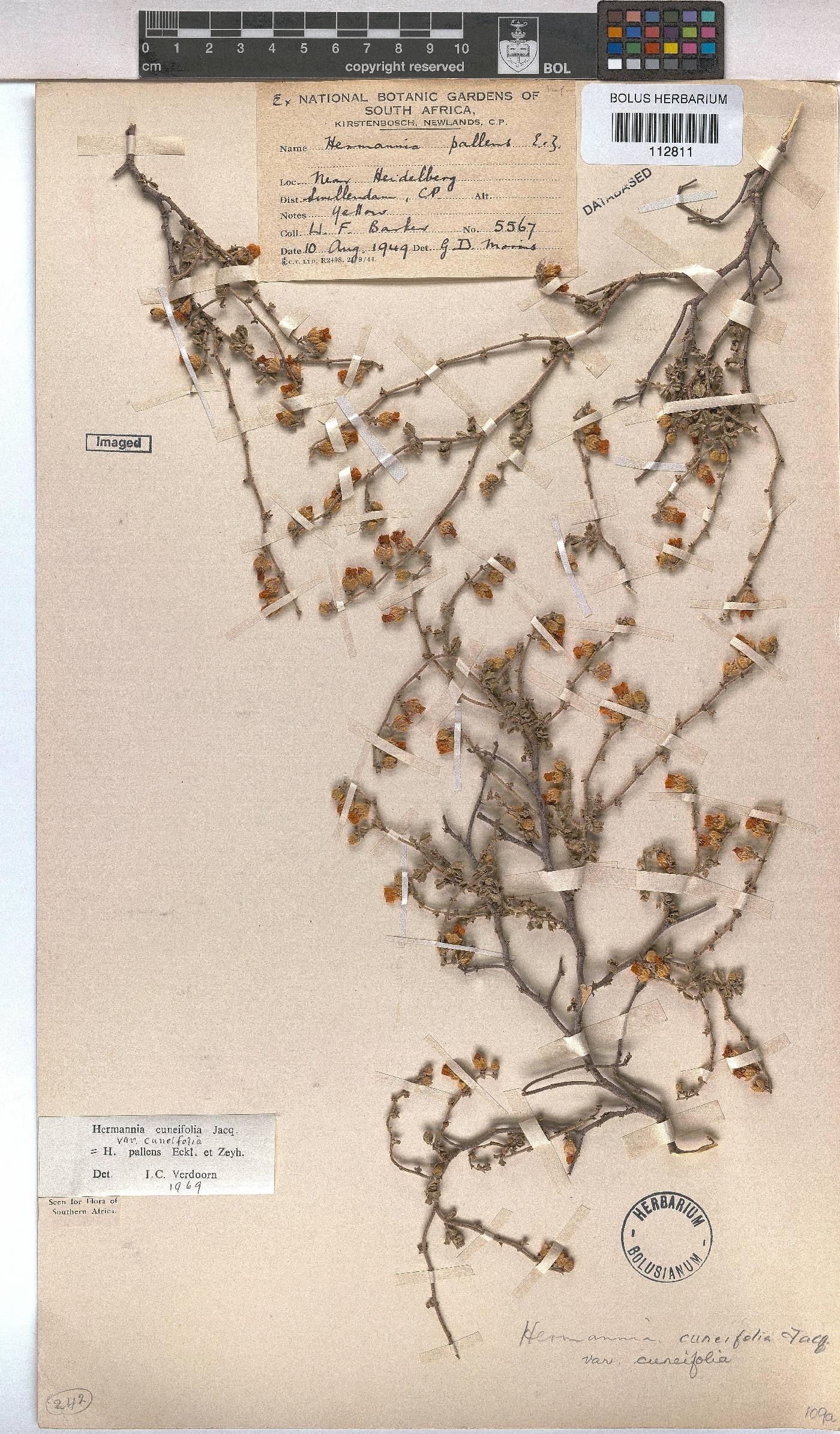 Hermannia cuneifolia image