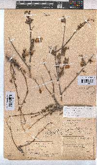 Hermannia cuneifolia var. cuneifolia image