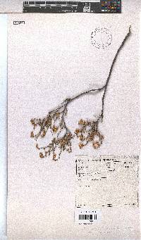 Hermannia cuneifolia var. cuneifolia image