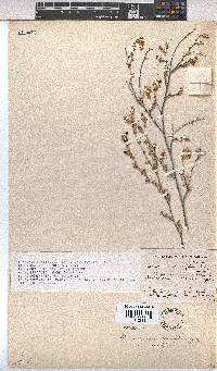 Hermannia cuneifolia var. cuneifolia image