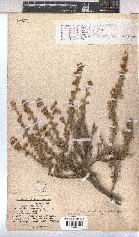 Hermannia cuneifolia var. cuneifolia image
