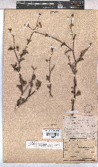 Hermannia desertorum image