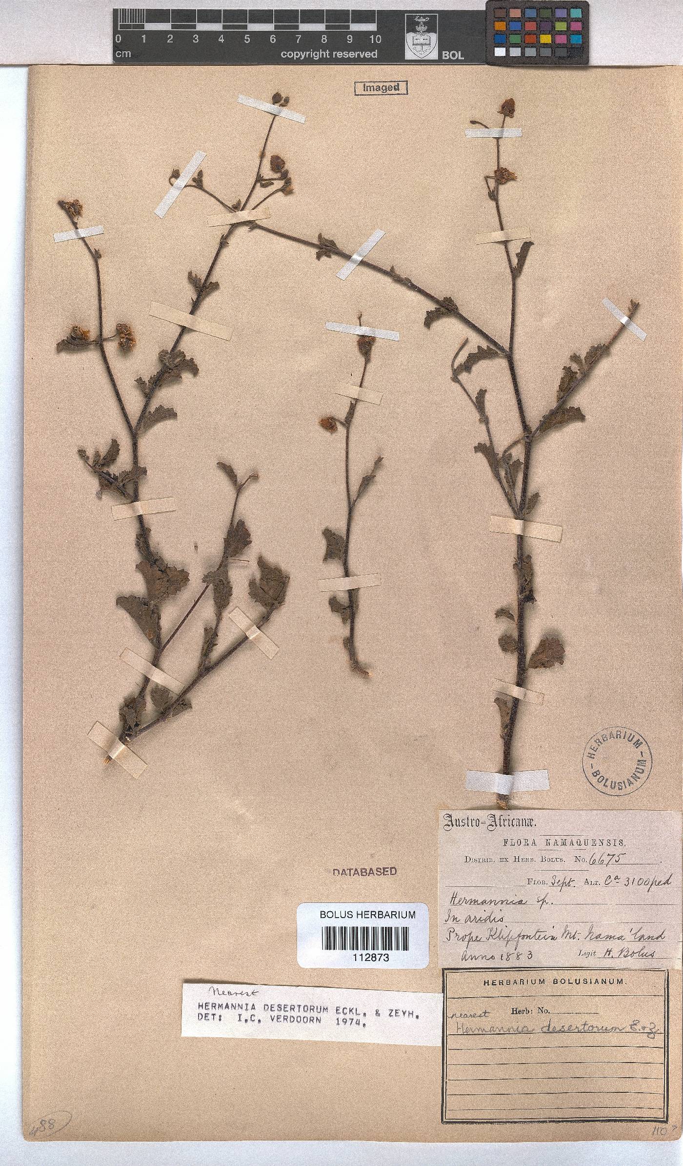 Hermannia desertorum image