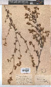 Hermannia multiflora image