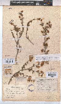 Hermannia multiflora image