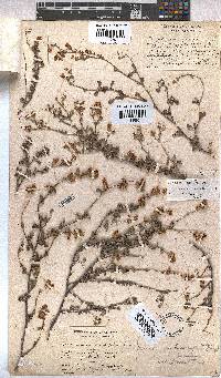 Hermannia multiflora image