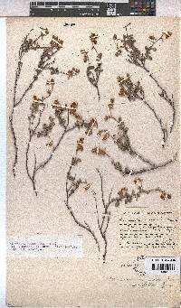 Hermannia multiflora image