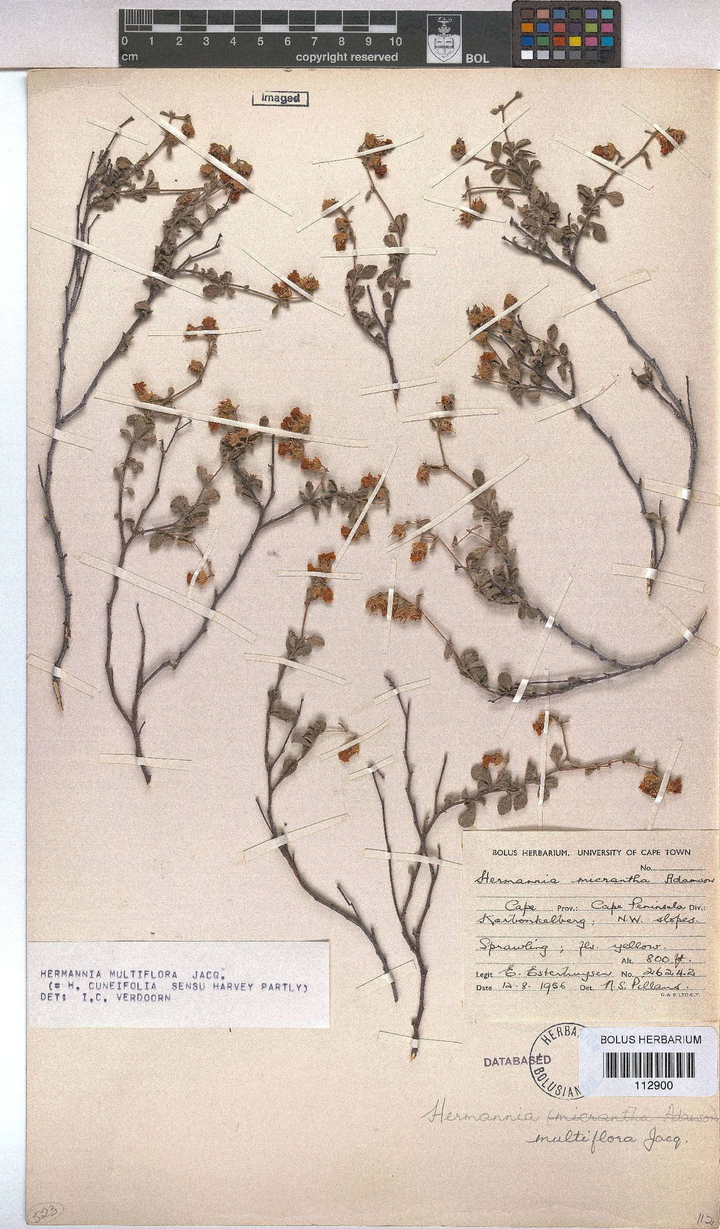 Hermannia multiflora image
