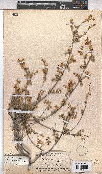Hermannia multiflora image