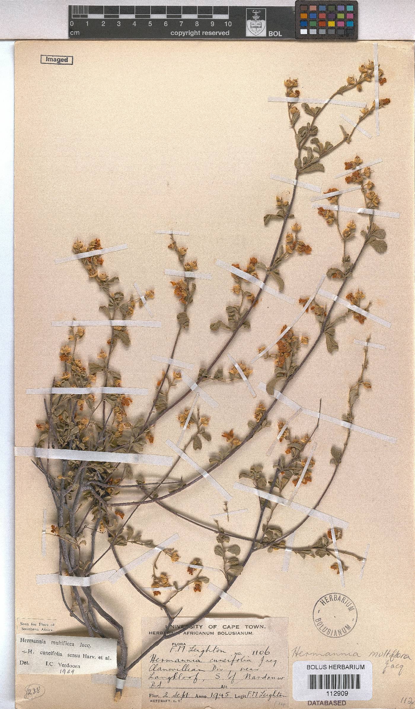 Hermannia multiflora image