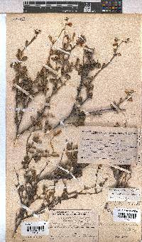 Hermannia multiflora image