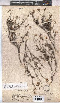 Hermannia multiflora image