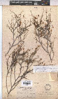 Hermannia alnifolia image
