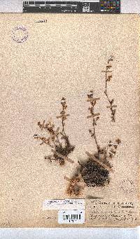 Hermannia alnifolia image