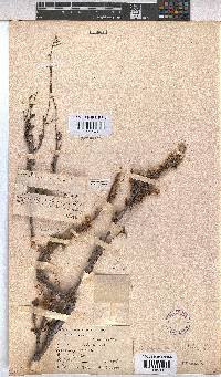 Hermannia alnifolia image