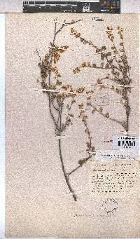 Hermannia alnifolia image