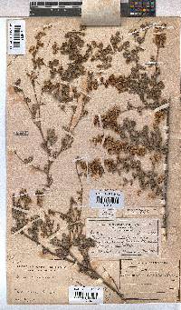 Hermannia alnifolia image