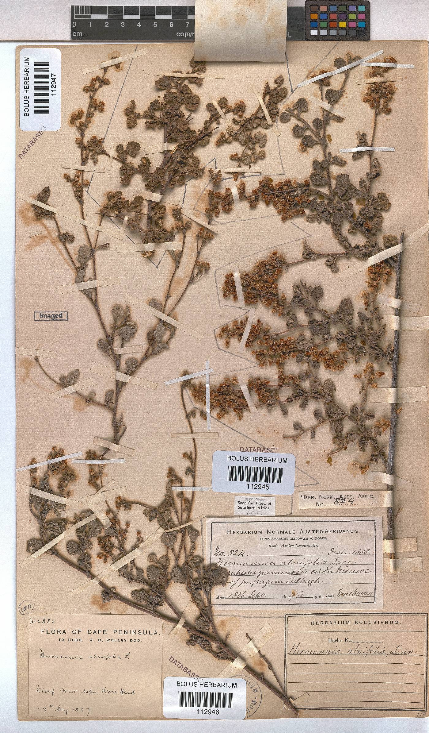 Hermannia alnifolia image