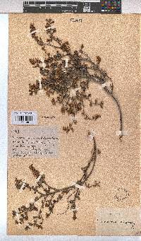 Hermannia alnifolia image