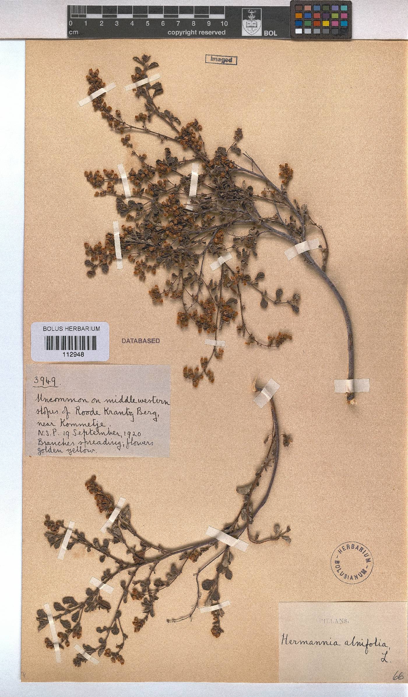Hermannia alnifolia image