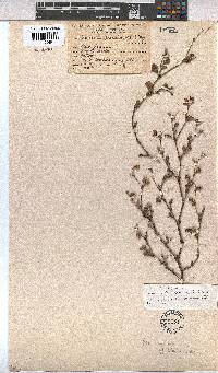 Hermannia alnifolia image