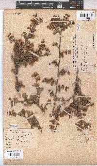 Hermannia alnifolia image