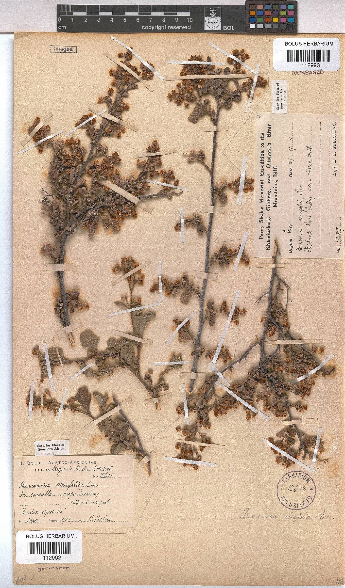 Hermannia alnifolia image