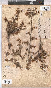 Hermannia alnifolia image